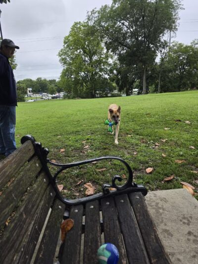Sevierville Dog Park - Sevierville, TN