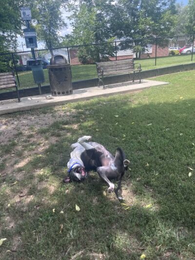 Sevierville Dog Park - Sevierville, TN