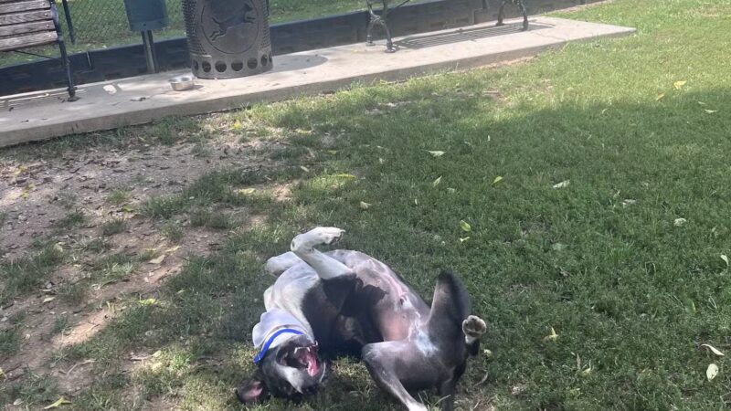 Sevierville Dog Park - Sevierville, TN