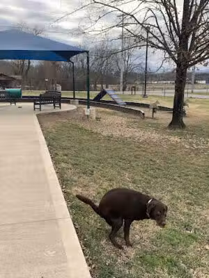 Sevierville Dog Park - Sevierville, TN