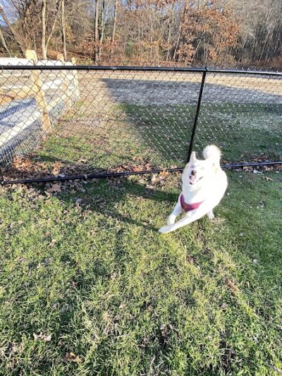 Seymour Dog Park Seymour, CT - Seymour, CT