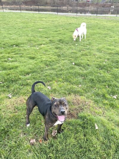 Seymour Dog Park Seymour, CT - Seymour, CT