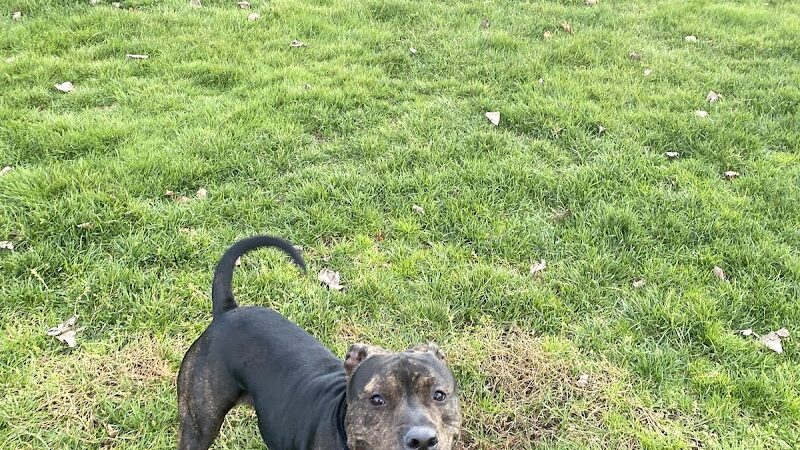 Seymour Dog Park Seymour, CT - Seymour, CT