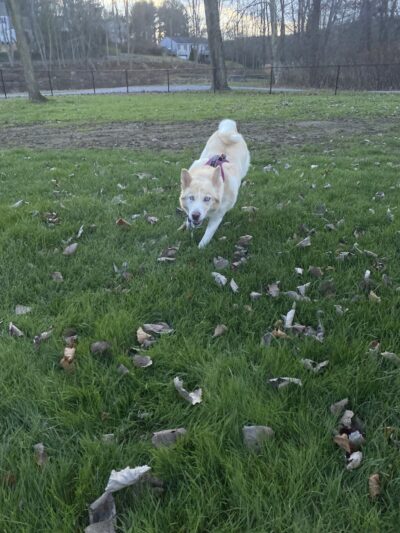 Seymour Dog Park Seymour, CT - Seymour, CT