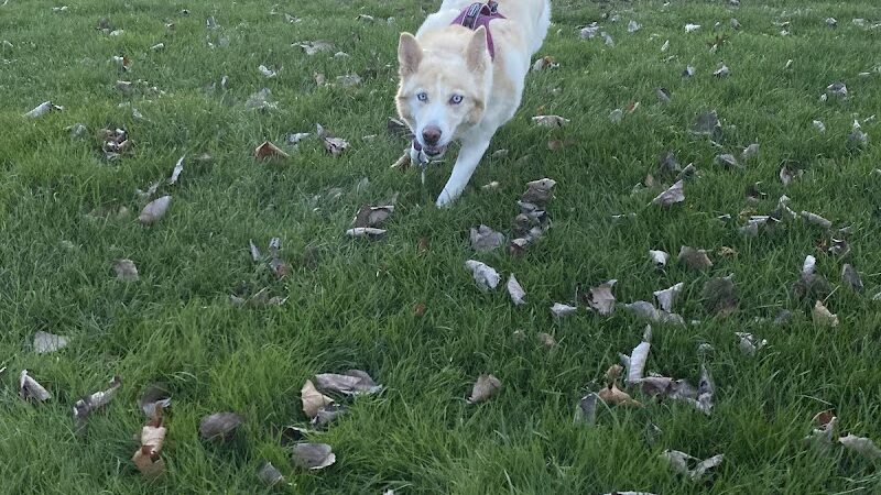 Seymour Dog Park Seymour, CT - Seymour, CT