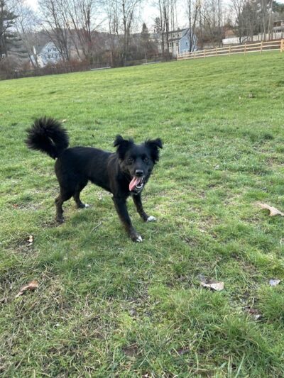 Seymour Dog Park Seymour, CT - Seymour, CT