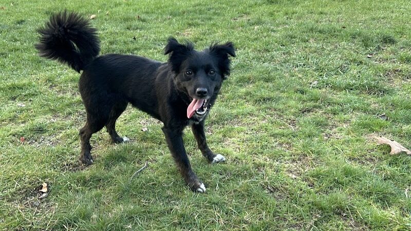 Seymour Dog Park Seymour, CT - Seymour, CT