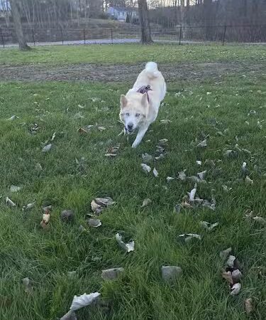 Seymour Dog Park Seymour, CT - Seymour, CT