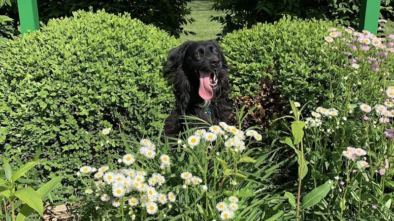 Canine Crossroads Dog Park - Seymour, IN