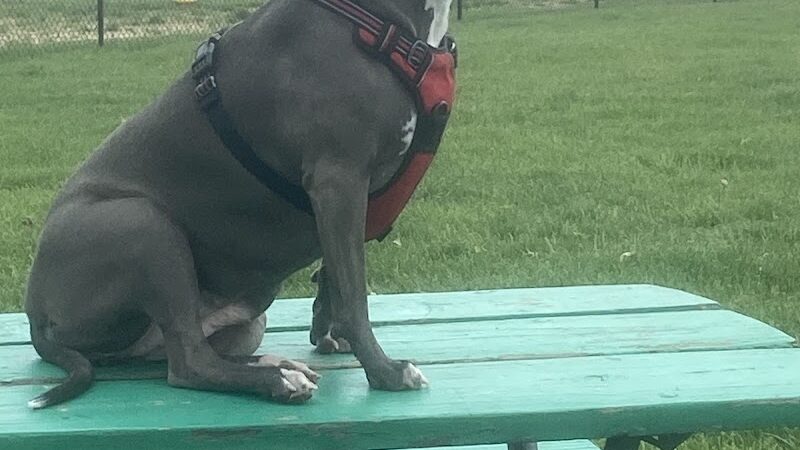 Canine Crossroads Dog Park - Seymour, IN