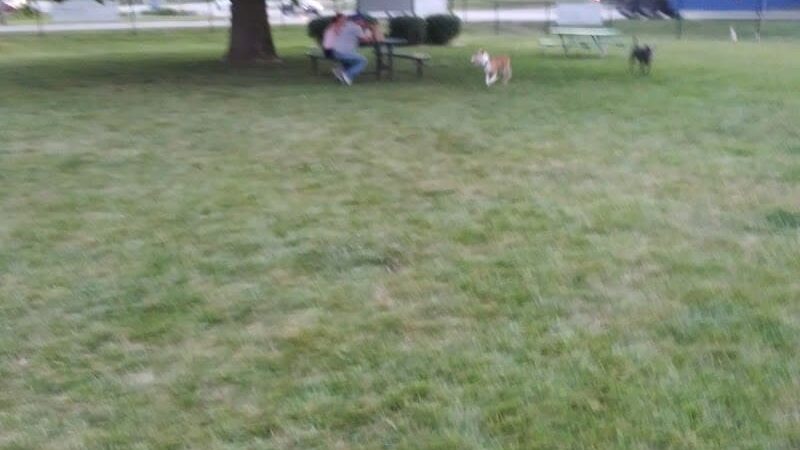 Canine Crossroads Dog Park - Seymour, IN