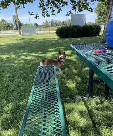 Canine Crossroads Dog Park - Seymour, IN