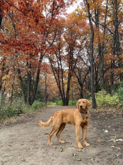 Southbridge Community Dog Park - Shakopee, MN