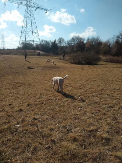 Southbridge Community Dog Park - Shakopee, MN