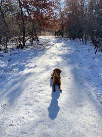 Southbridge Community Dog Park - Shakopee, MN