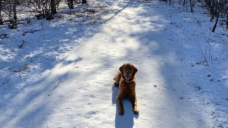 Southbridge Community Dog Park - Shakopee, MN