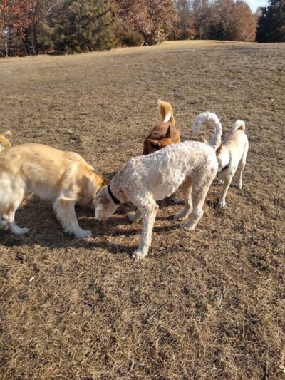 Southbridge Community Dog Park - Shakopee, MN