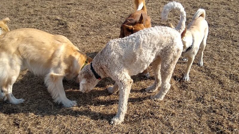 Southbridge Community Dog Park - Shakopee, MN