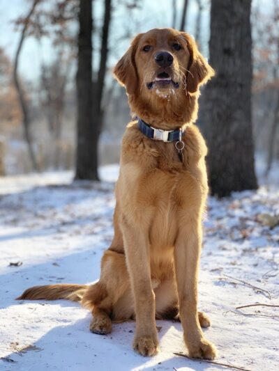 Southbridge Community Dog Park - Shakopee, MN