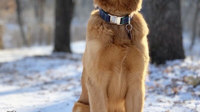 Southbridge Community Dog Park - Shakopee, MN