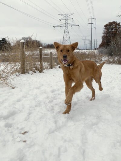 Southbridge Community Dog Park - Shakopee, MN