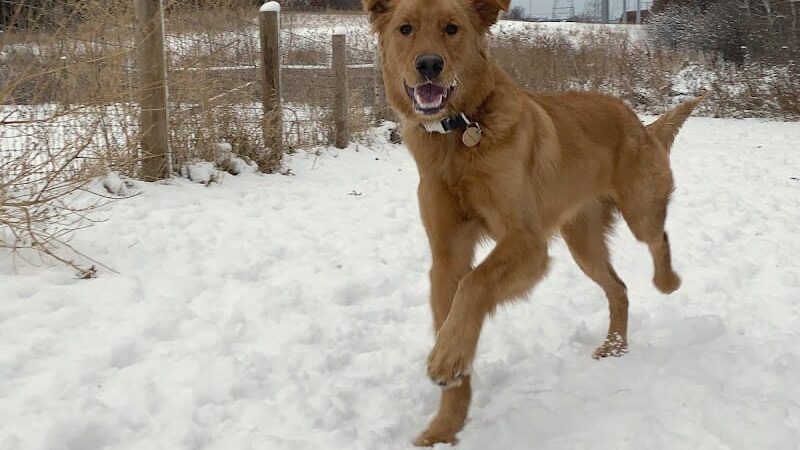 Southbridge Community Dog Park - Shakopee, MN