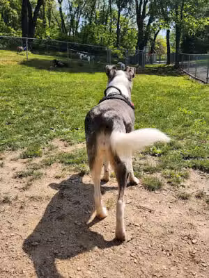 Stark Dog Park - Shamokin Dam, PA