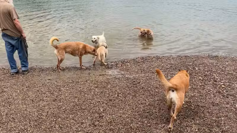Shawnee Mission Park Dog Off-Leash Area - Shawnee, KS