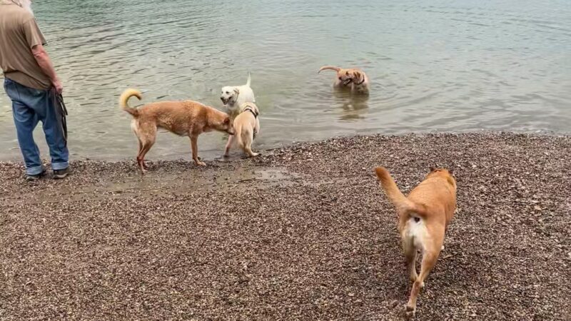 Shawnee Mission Park Dog Off-Leash Area - Shawnee, KS