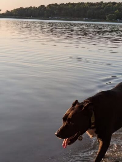 Shawnee Mission Park Dog Off-Leash Area - Shawnee, KS