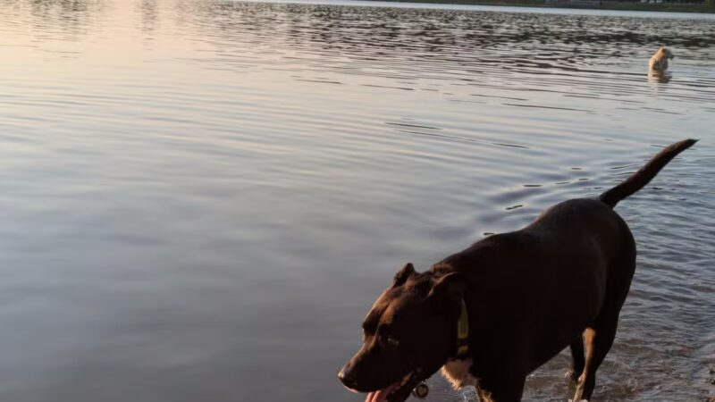 Shawnee Mission Park Dog Off-Leash Area - Shawnee, KS
