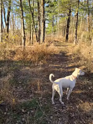 Shelburne Dog Park - Shelburne, VT