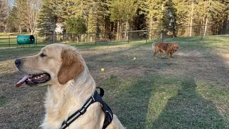 Bark Park - Shelby,