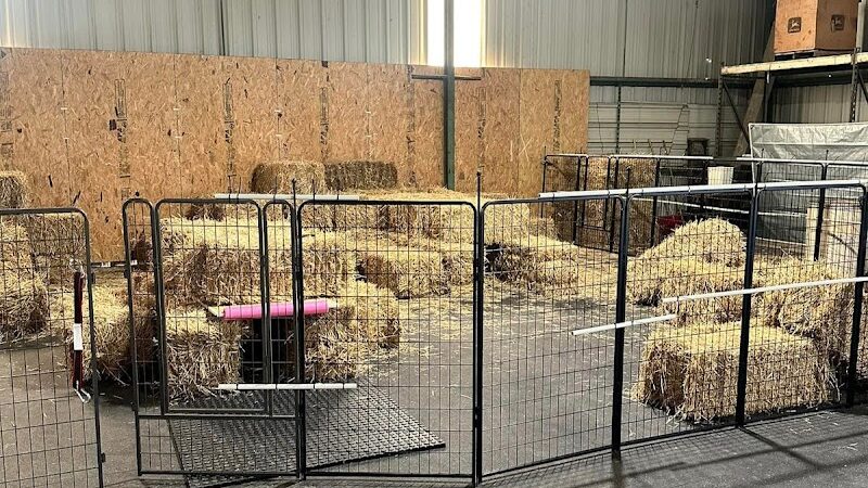 4 Paws Adrift - Indiana - Shelbyville, IN