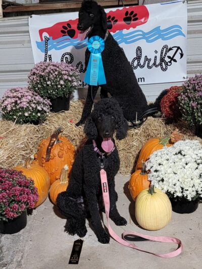 4 Paws Adrift - Indiana - Shelbyville, IN