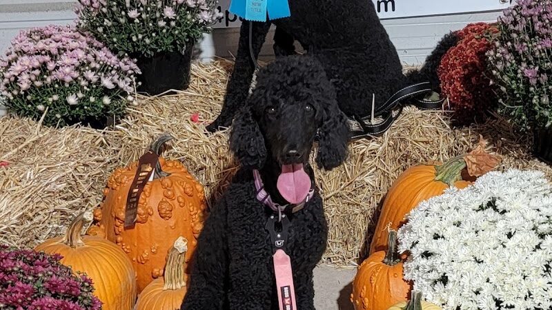 4 Paws Adrift - Indiana - Shelbyville, IN