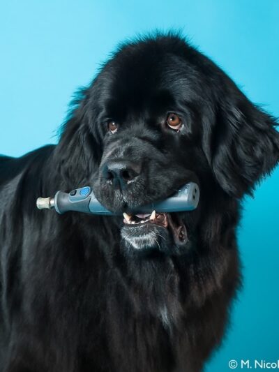 4 Paws Adrift - Indiana - Shelbyville, IN