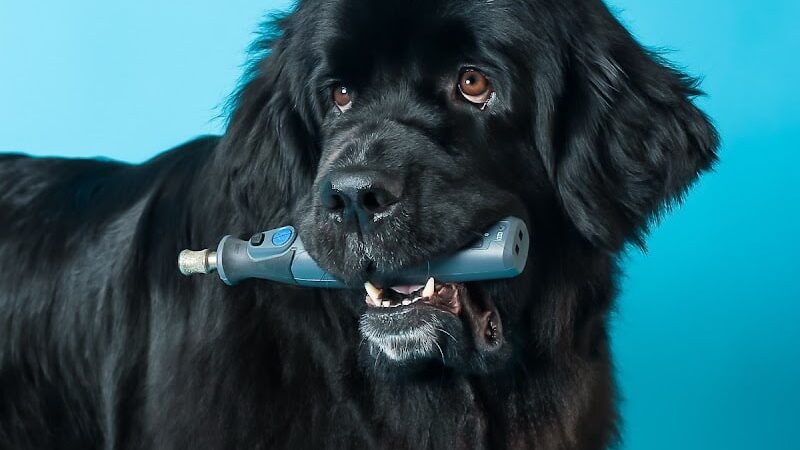 4 Paws Adrift - Indiana - Shelbyville, IN