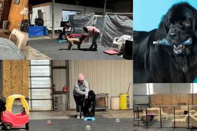 4 Paws Adrift - Indiana - Shelbyville, IN