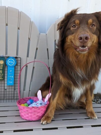 4 Paws Adrift - Indiana - Shelbyville, IN