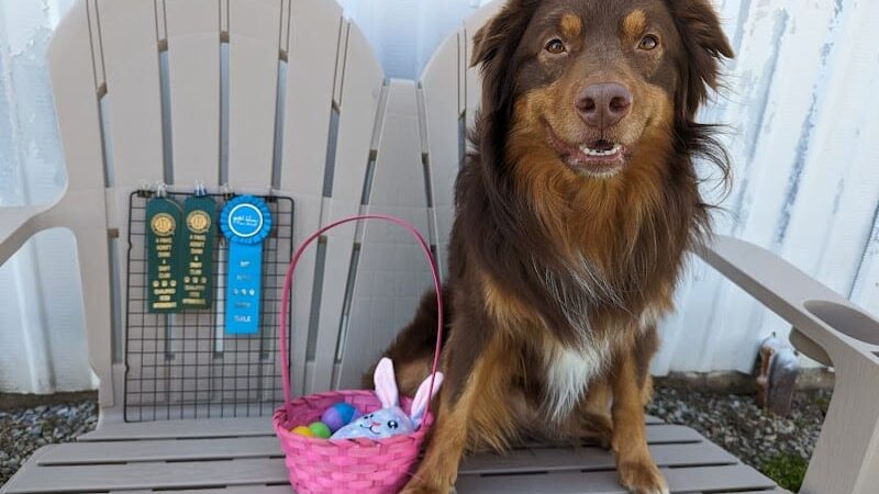 4 Paws Adrift - Indiana - Shelbyville, IN