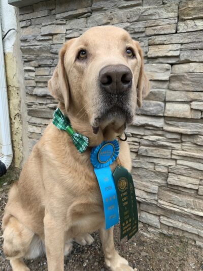 4 Paws Adrift - Indiana - Shelbyville, IN