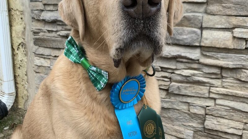 4 Paws Adrift - Indiana - Shelbyville, IN