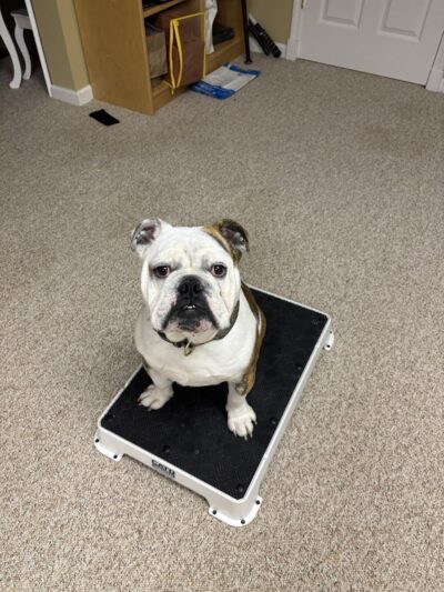 4 Paws Adrift - Indiana - Shelbyville, IN