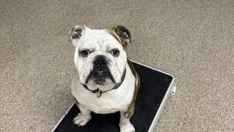 4 Paws Adrift - Indiana - Shelbyville, IN