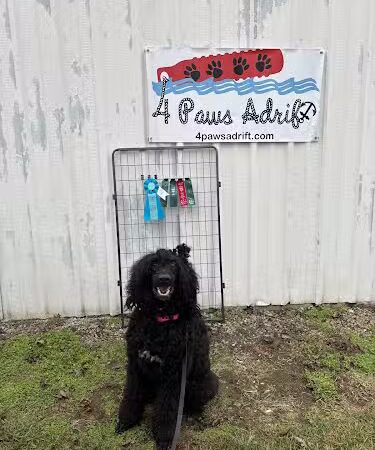 4 Paws Adrift - Indiana - Shelbyville, IN