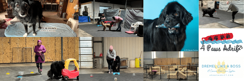 4 Paws Adrift - Indiana - Shelbyville, IN