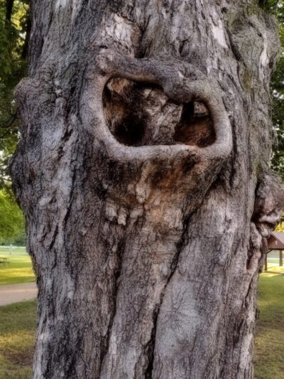 Shell Rock Park - Shell Rock, IA