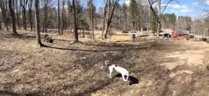 Shelton Dog Park - Shelton, CT