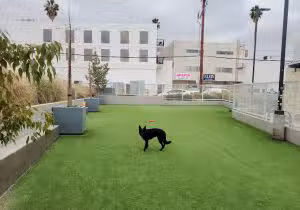 Library Square Dog Park - Sherman Oaks, CA